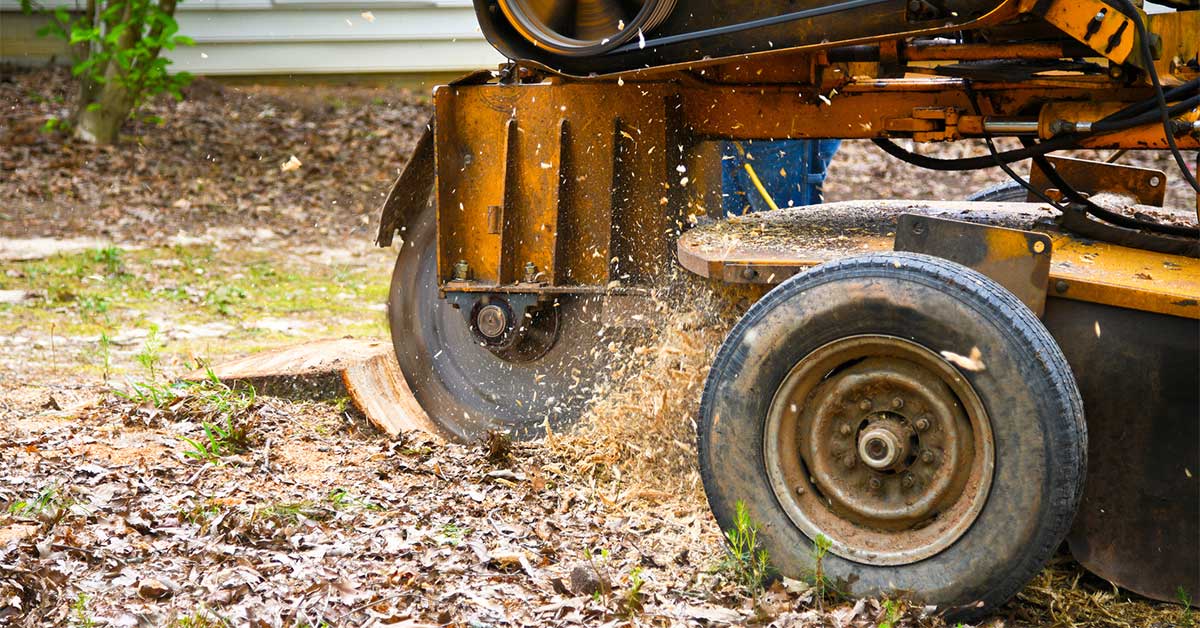 Can Tree Removal Damage Your Sewer Line