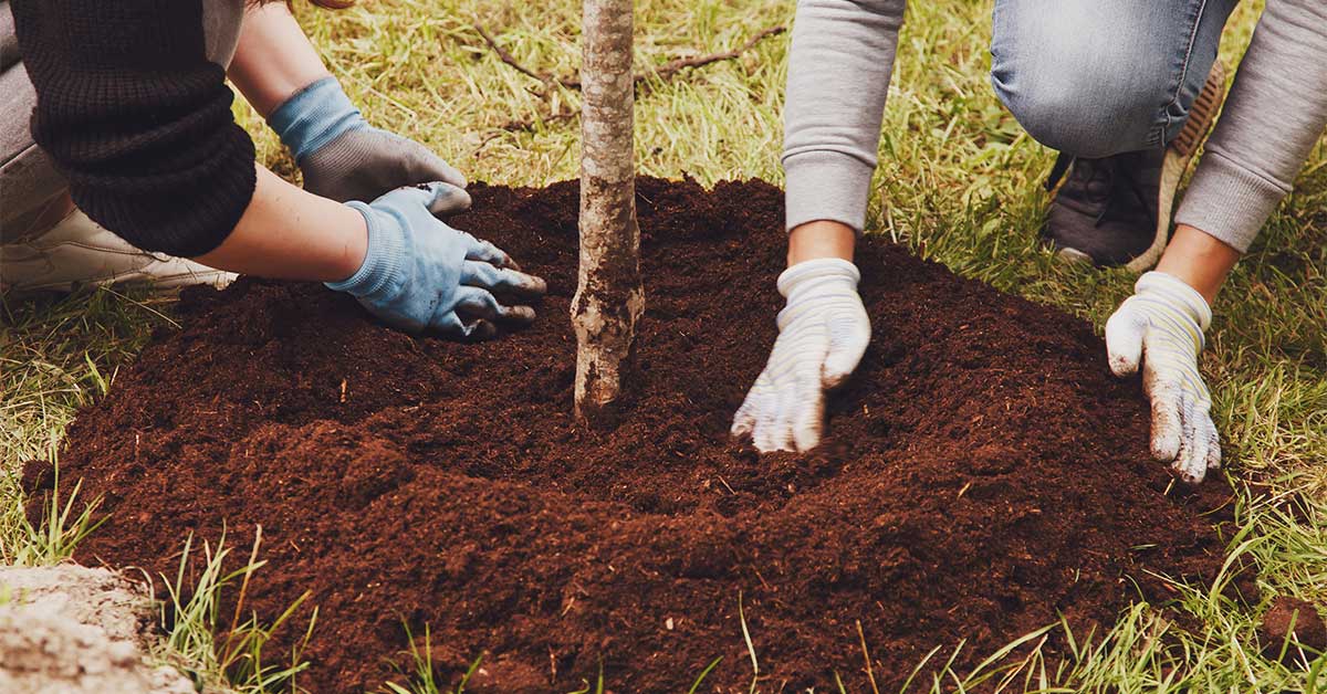 Why Landscaping Projects Can Damage Your Sewer Line